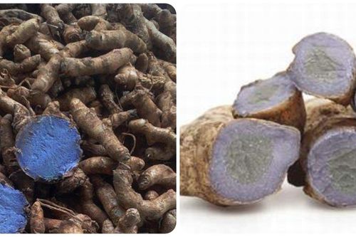 Nghệ đen có tác dụng gì?