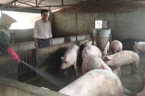 Tìm cách cứu ngành chăn nuôi