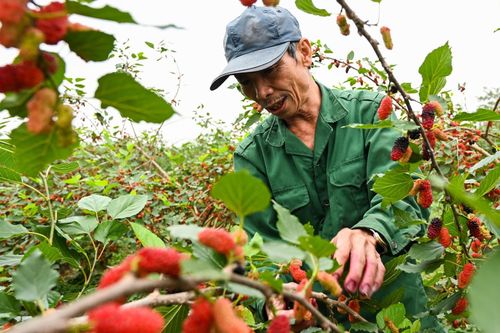Nông dân Hà Nội thu tiền triệu mỗi ngày mùa thu hoạch dâu tằm