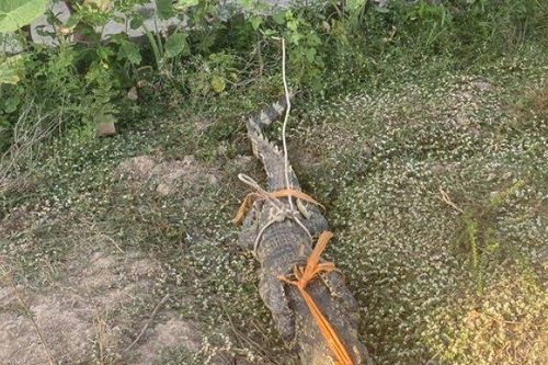 Nghe tiếng chó sủa, đi kiểm tra phát hiện cá sấu nằm trước nhà