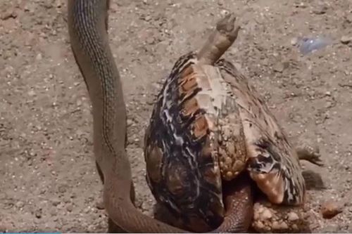 Định 'xơi tái' rùa, rắn độc dài 5m lại bất ngờ sợ hãi tháo chạy?