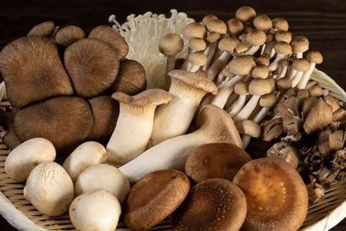Vitamin B5 có nhiều trong thực phẩm nào?