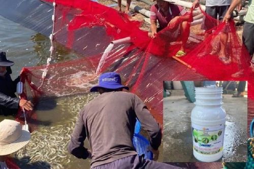 Người đàn ông đổ thuốc trừ sâu làm chết tôm thiệt hại 1,6 tỷ đồng vì nghi vợ... ngoại tình