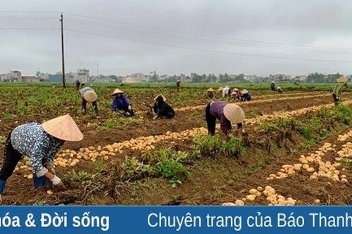 Được mùa khoai tây trên cánh đồng thôn Kim Sơn