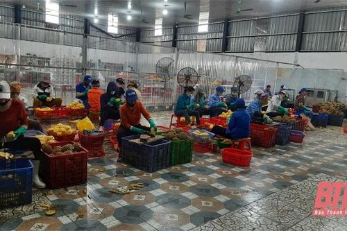 Xuất khẩu nông sản nỗ lực tìm kiếm thị trường