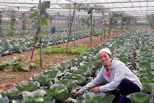Hà Nội cho phép sử dụng 3 địa danh để đăng ký nhãn hiệu tập thể