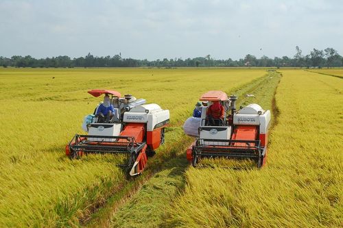 Bộ Nông nghiệp nói gì về thông tin 'nông dân trồng lúa lãi 100%'?