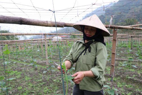 Dịch bệnh gây hại giống bí đặc sản của Bắc Kạn