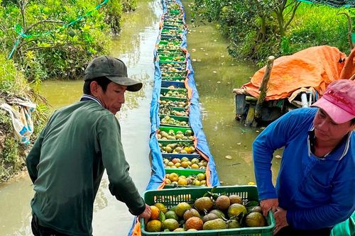 Bao giờ thoát khỏi vòng lẩn quẩn 'trồng rồi lại chặt'?