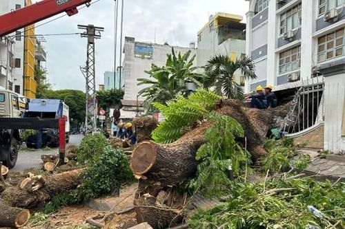 UBND TPHCM chỉ đạo rà soát cây xanh trong khuôn viên trường học