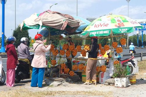Tiềm năng kinh tế từ thanh trà ở Vĩnh Long