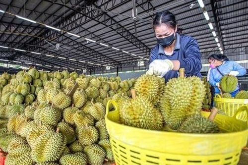 Chủ động mặc 'áo giáp' cho nông sản
