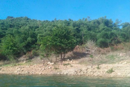 Điều tra việc giao 138ha rừng phòng hộ cho gia đình nguyên Bí thư Huyện