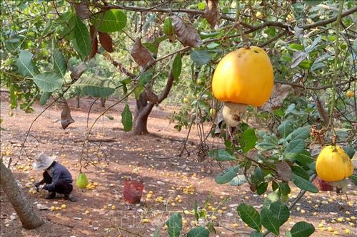Mưa liên tục, giá thu mua hạt điều tươi tại Bình Phước giảm sâu