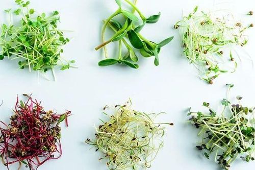 4 loại rau mầm tốt cho sức khỏe, chống độc tố môi trường và ngăn ngừa K