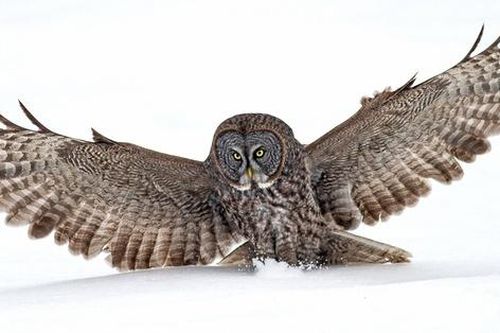 Cú tuyết sát thủ: Sứ giả của Harry Potter, có thể thực hiện những cú bố nhào nặng 80kg để săn chuột