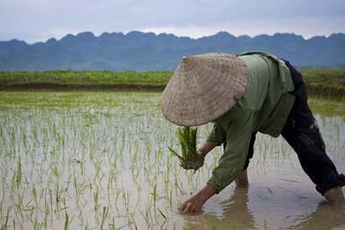 Triển khai Nghị quyết về chuyển mục đích sử dụng đất trồng lúa để thực hiện 11 dự án