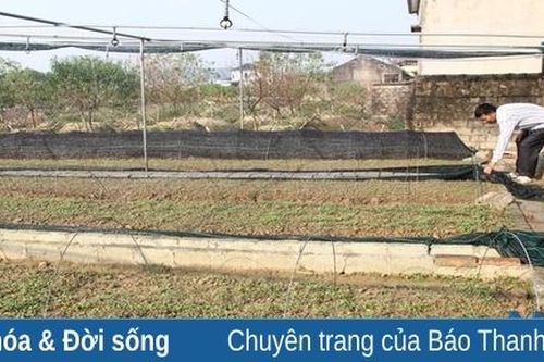 Từ tự cấp sang tư duy hàng hóa nhờ vườn mẫu
