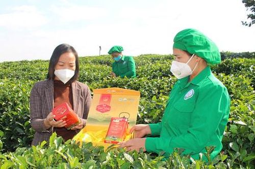 Nông dân làm du lịch ở xứ 'đệ nhất danh trà'