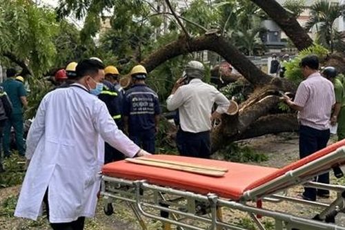 Cây xanh ngã đổ trong trường học ở TP Hồ Chí Minh