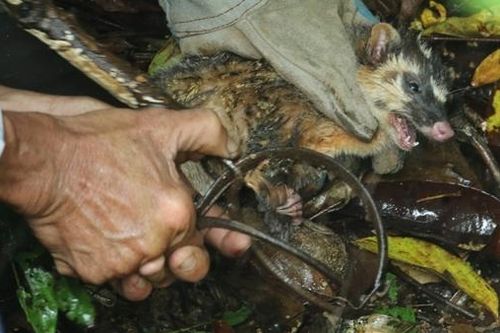 Loạn bẫy thú trong khu bảo tồn bán đảo Sơn Trà