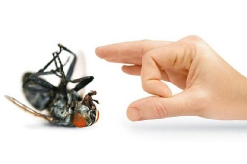 Tuyệt chiêu khiến ruồi biến mất khỏi nhà bạn trong nháy mắt