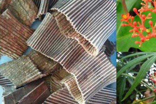Bài thuốc bổ khí ích thọ, chống lão suy