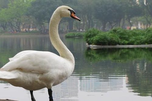 Bầy thiên nga được thả tại hồ Thiền Quang sau 5 năm giờ ra sao?