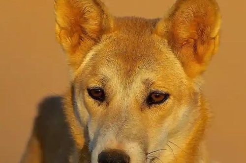 Bé gái bị chó dingo dìm xuống nước