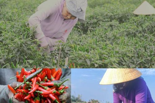 Trúng ớt, nông dân Quảng Ngãi thu lãi khủng