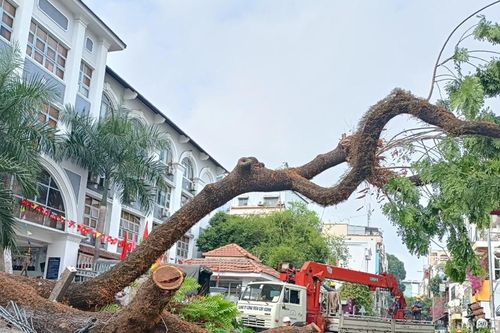 Quản lý cây xanh trong trường học: Bộc lộ nhiều bất cập
