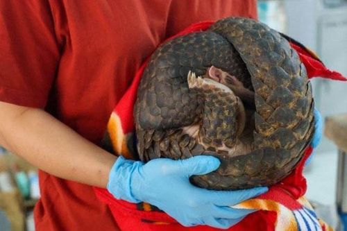 Tận mục cá thể động vật 'quý như vàng' VQG Cúc Phương cứu hộ