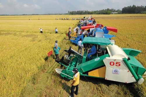Thúc đẩy đại điền, nông nghiệp sẽ vượt qua 'lời nguyền manh mún'