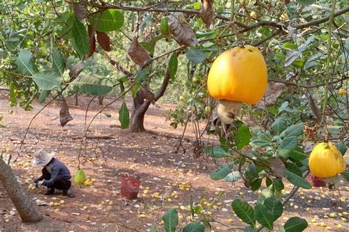 Mưa liên tục, giá thu mua hạt điều tươi tại Bình Phước giảm sâu