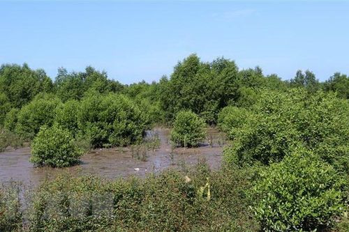 Tỉnh Kiên Giang tăng cường bảo tồn, phục hồi đa dạng sinh học