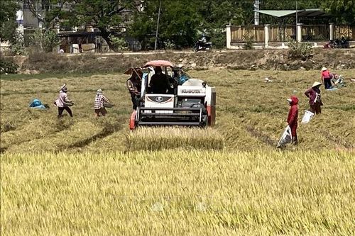 Ninh Thuận được mùa, được giá lúa vụ Đông Xuân