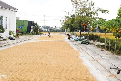 Diên Khánh: Nông dân gặp khó vì thiếu sân phơi lúa
