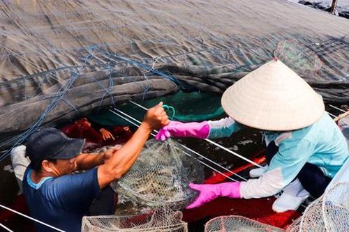 Nuôi tôm công nghệ cao, các HTX tăng thu nhập cho thành viên