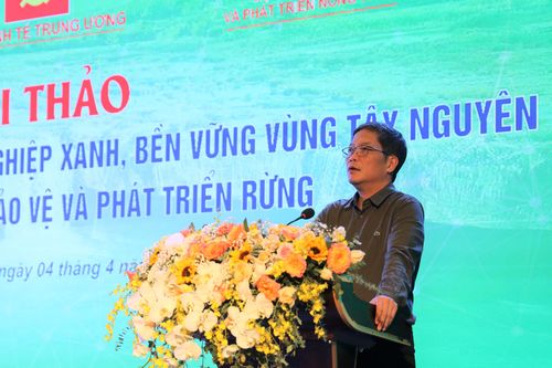 Tây Nguyên: Phát triển kinh tế gắn với phát triển rừng