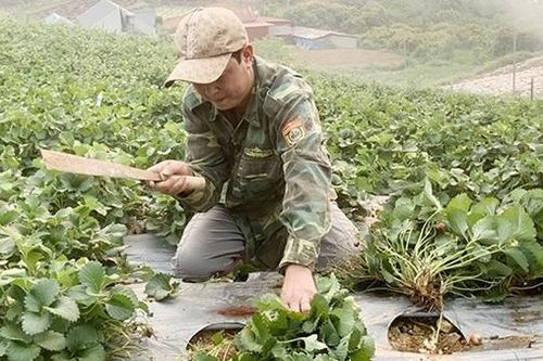 Dâu tây Sơn La hạ giá 10 lần, nông dân rủ nhau phá bỏ