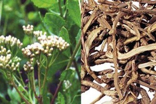 7 bài thuốc hỗ trợ điều trị viêm gan mạn tính