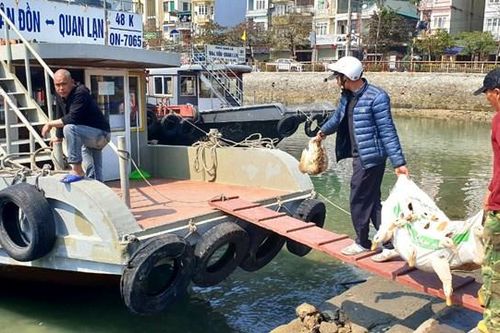 Quảng Ninh: Chính quyền tháo gỡ vướng mắc tại Cảng Cái Rồng