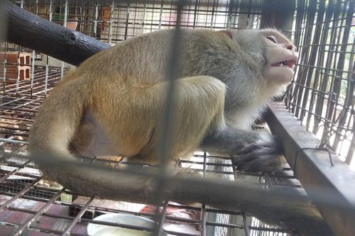 Ngôi chùa ở TP.HCM bàn giao con khỉ quý hiếm cho kiểm lâm