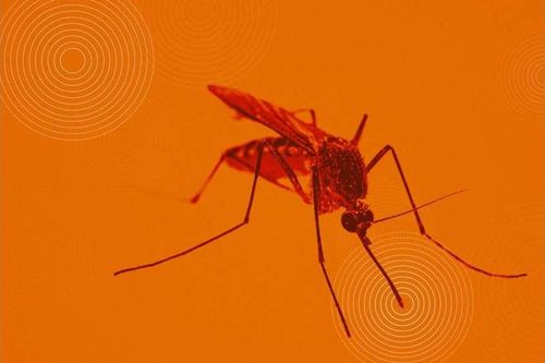 Điểm đặc biệt trong nước bọt của muỗi nhiễm sốt xuất huyết