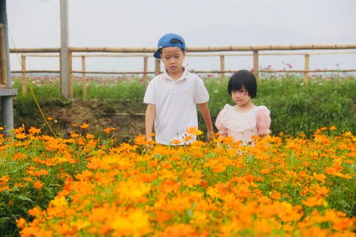 Mê mẩn đường hoa vàng bên ruộng lúa vùng ven đô TP Hà Tĩnh