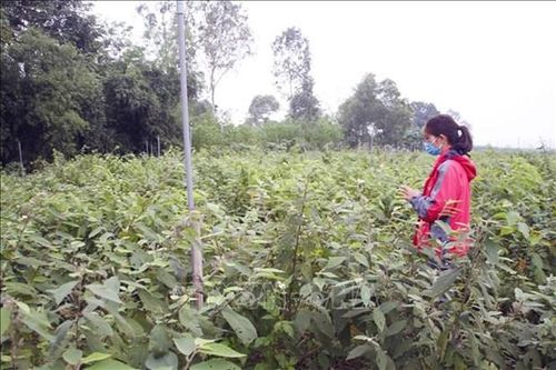 Quảng Trị đẩy mạnh việc đầu tư trồng, chế biến cây dược liệu