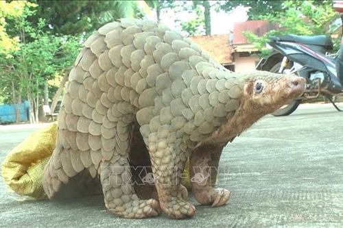 Bắt được tê tê bò vào sân nhà, 2 giáo viên bàn giao cho kiểm lâm