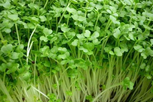 Tác dụng tuyệt vời của mầm cỏ linh lăng