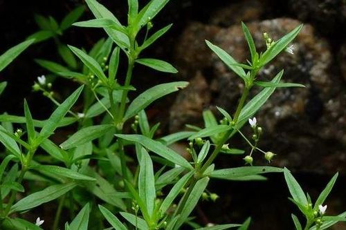 Những loại cây không nên trồng quanh nhà vì thu hút rắn, ai cũng cần biết để tránh
