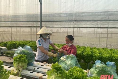 Nâng cao vai trò của HTX trong liên kết bao tiêu sản phẩm